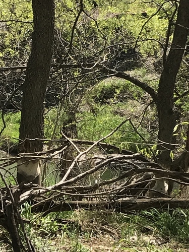 American Beaver photographed in Nebraska