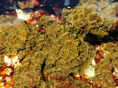 Exallosorus harveyanus