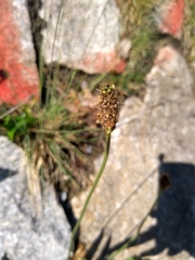 Plantago lanceolata