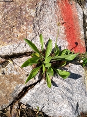 Plantago lanceolata