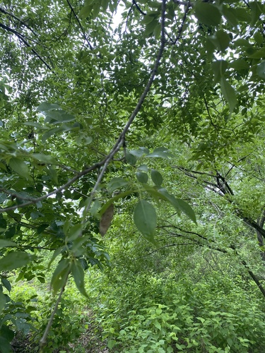 Platymiscium pinnatum - Whole tree