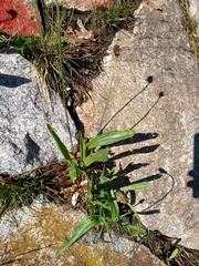 Plantago lanceolata