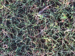 Puccinellia maritima