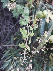 Tropaeolum seemannii