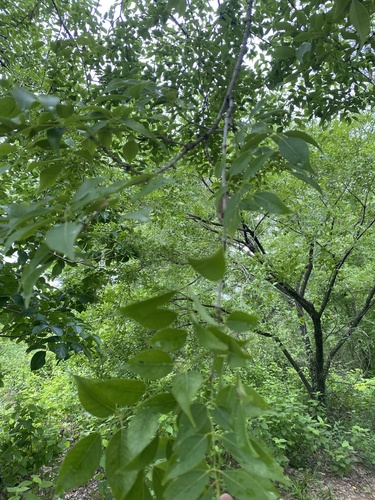 Platymiscium pinnatum - Leaves