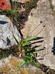 Plantago lanceolata