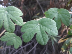 Tropaeolum seemannii