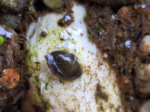 Radix plicatula observed 2024-04-27