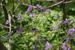 Phacelia bipinnatifida