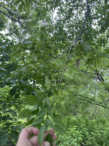 Platymiscium pinnatum - Whole tree