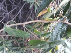 Tropaeolum seemannii