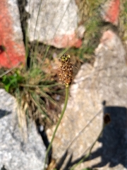 Plantago lanceolata