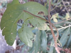 Tropaeolum seemannii
