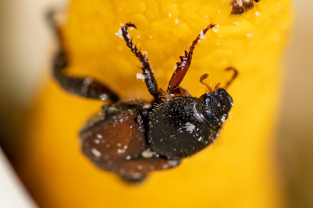Platychelus
