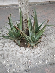 Aloe
