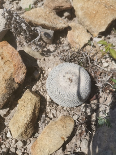 Epithelantha ilariae