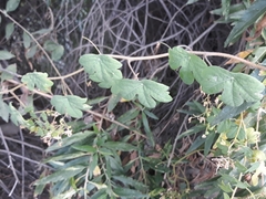 Tropaeolum seemannii