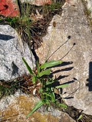 Plantago lanceolata