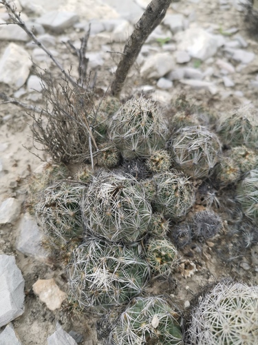 Coryphantha nickelsiae