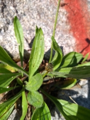 Plantago lanceolata