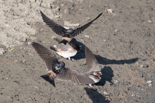Golondrina risquera (Petrochelidon pyrrhonota)
