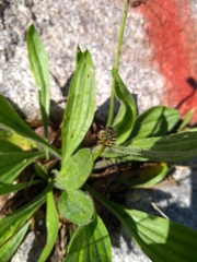 Plantago lanceolata