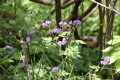 Phacelia bipinnatifida