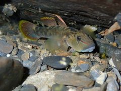 Nantaiensis Goby photo 2