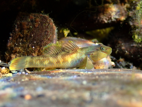 Rhinogobius nantaiensis