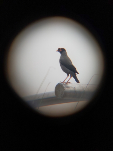 Bank Myna (Acridotheres ginginianus), photo 9