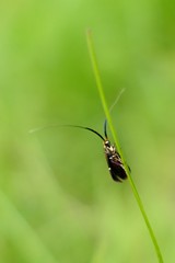 Adela australis