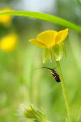 Adela australis