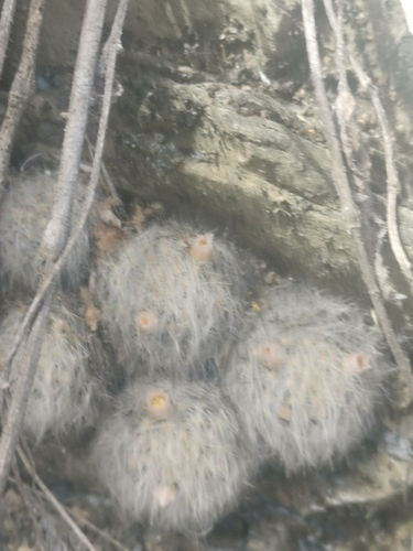 Mammillaria glassii
