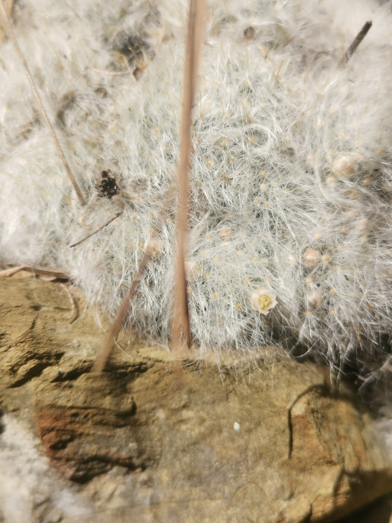 Mammillaria glassii, Monterrey, N.L., México