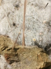 Mammillaria glassii