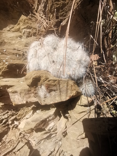 Mammillaria glassii