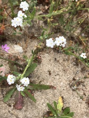 Cryptantha clevelandii