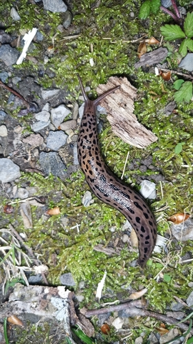 Leopard Slug, photo 6 of 7