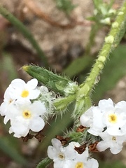 Cryptantha clevelandii
