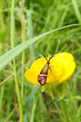 Adela australis