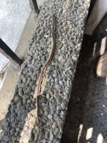 Rhabdophis spilogaster, 2024-04-27