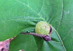 Dryocosmus quercuspalustris
