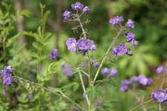 Phacelia bipinnatifida