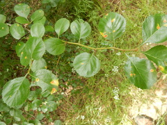 Crataegus reverchonii