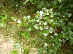 Crataegus reverchonii