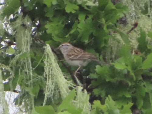 iNaturalist observation photo of Chipping Sparrow