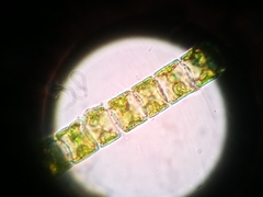 Ulothrix