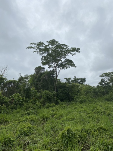 Foto de Sabiá