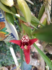 Maxillaria tenuifolia