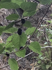 Morus nigra